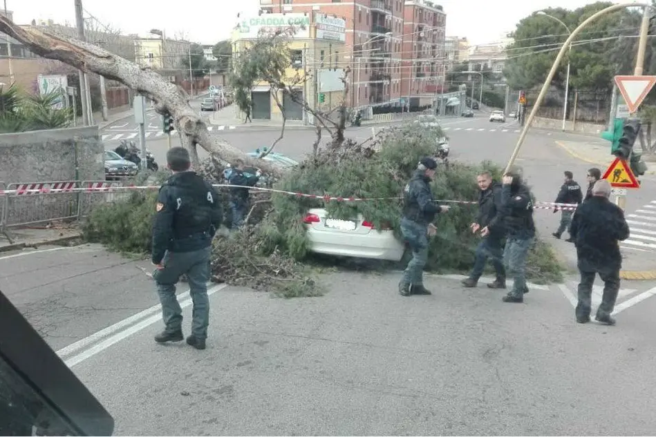 L'albero caduto in piazza d'Armi a Cagliari