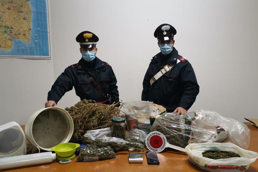 Oltre 3500 piantine di cannabis fuorilegge, allevatore in arresto a Siligo