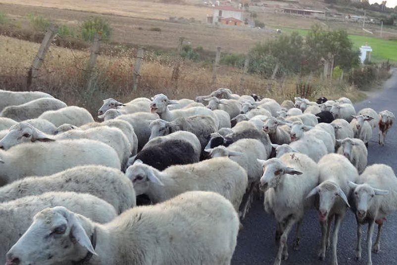 Treno carico di pendolari travolge un gregge di pecore: tragedia sfiorata