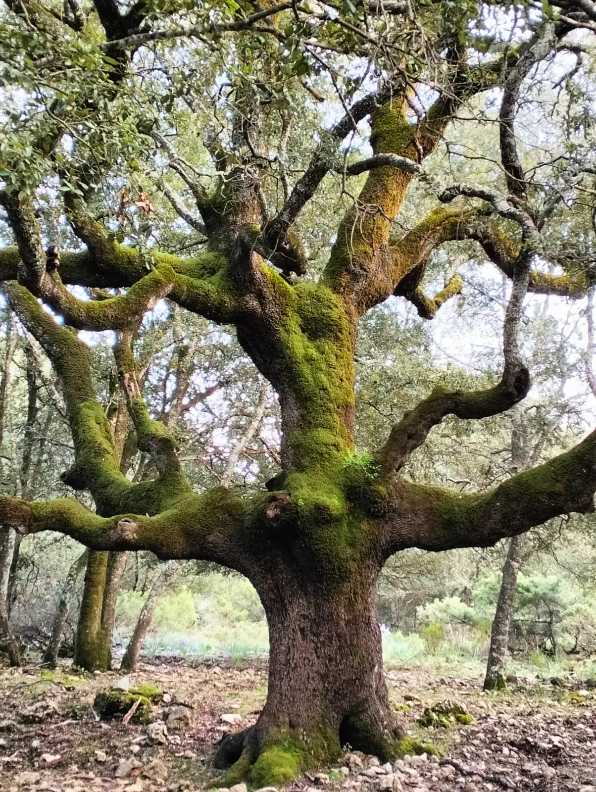 La foresta di Montarbu (Foto Sergio Loi)