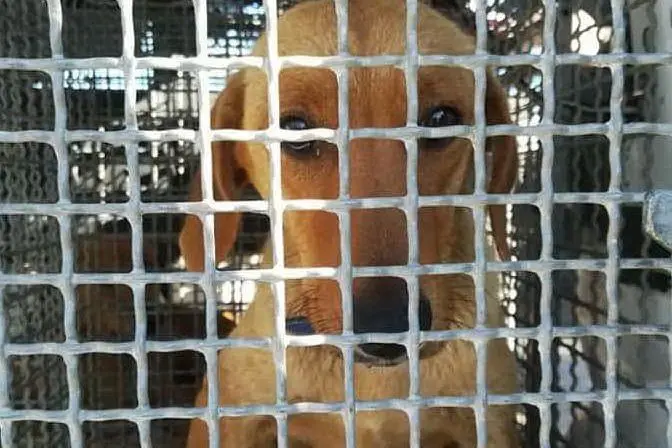Uno dei cani catturati (foto L'Unione Sarda - Pani)