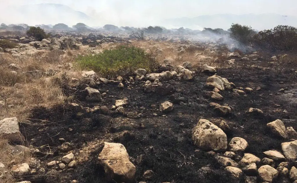 Terreno bruciato dalle fiamme (foto Gigi Deidda)