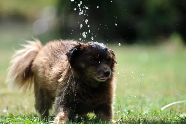 Caldo torrido, attenzione a cani e gatti: il vademecum (foto Ansa)
