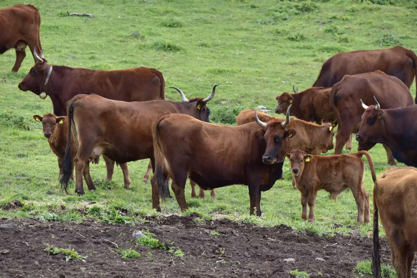 Stop all'abbattimento indiscriminato dei bovini