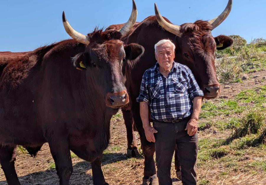 Buoi e traccas riammessi al corteo