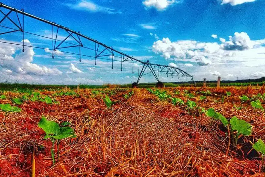 Terreno agricolo in Brasile