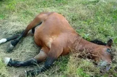 Un cavallo colpito dal West Nile Desease