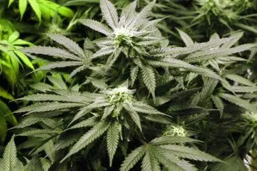Piantine di marijuana