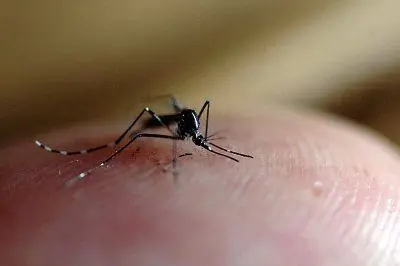 Una zanzara e il suo pizzico velenoso