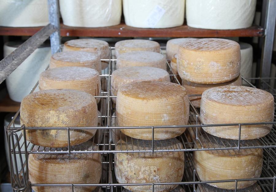 Cooperativa pastori, lite sui pagamenti