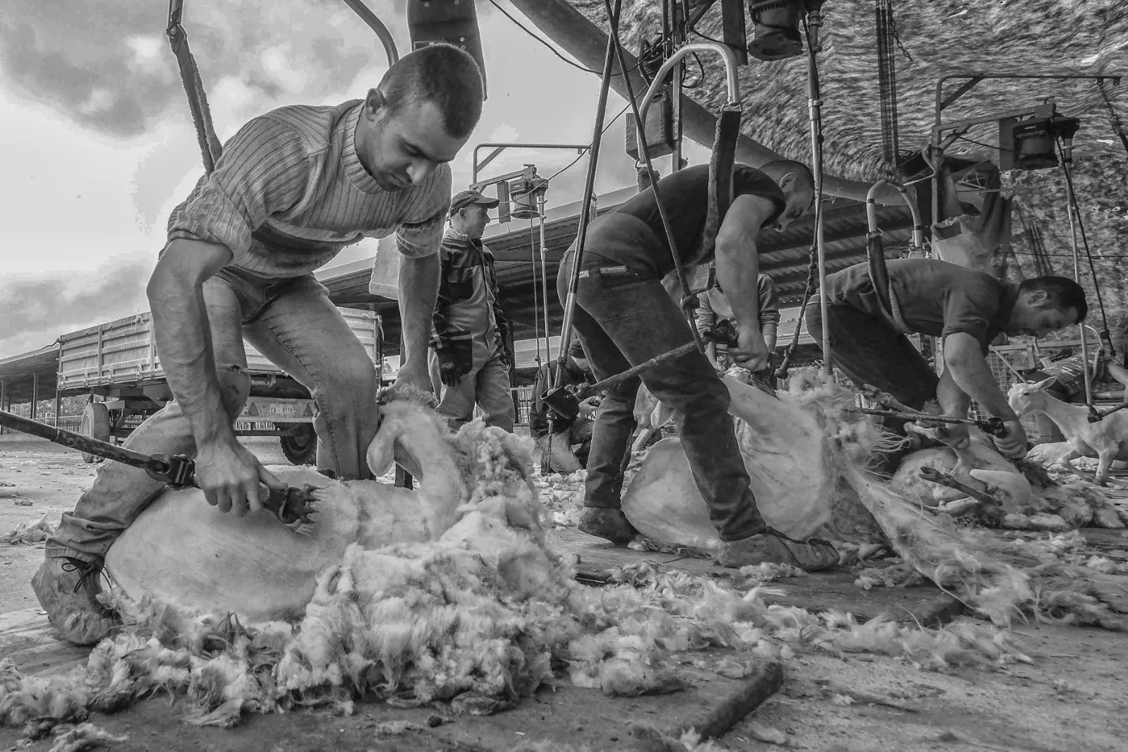 (foto di Francesco Pintore)