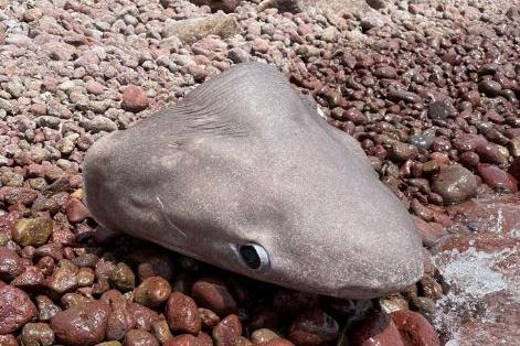 Carloforte, macabra scoperta in spiaggia: i resti di uno squalo decapitato