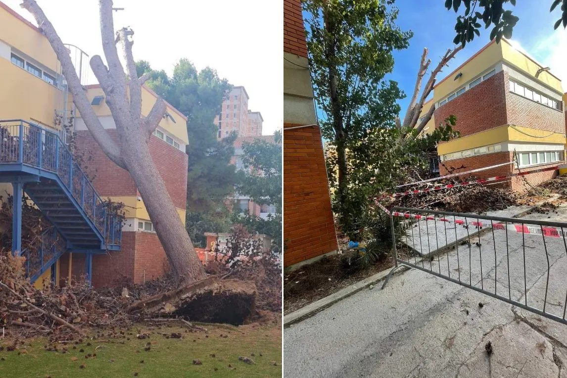 L'albero caduto nella scuola di via Flavio Gioia