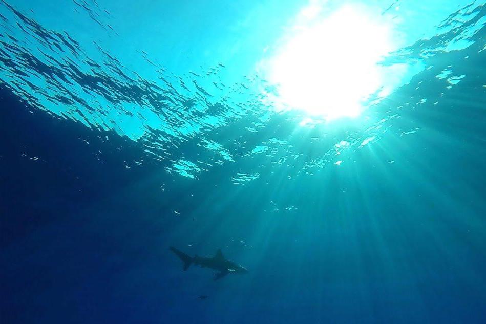 Uomo morso da uno squalo: si difende colpendolo con la sua tavola da surf