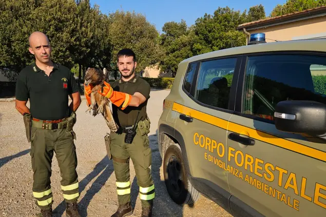 L'Aquila salvata (Foto Corpo forestale)