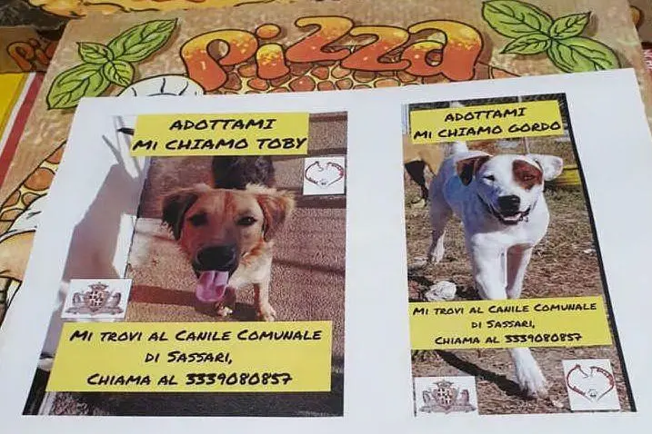 I cartoni della pizza con i cani da adottare (foto ufficio stampa)
