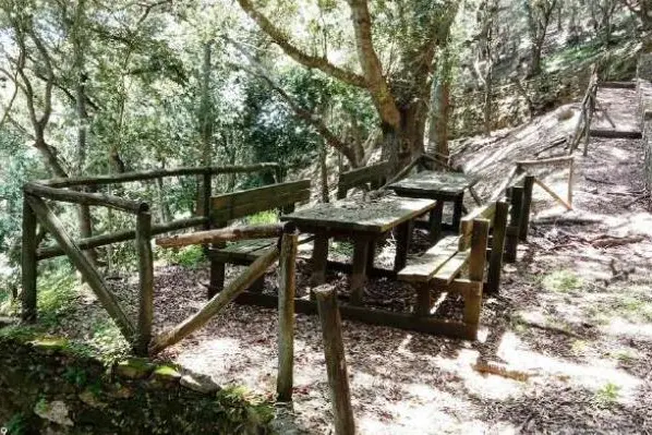 Il bosco di Elighe Mannu (foto concessa)
