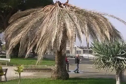 Una palma attaccata dal punteruolo rosso