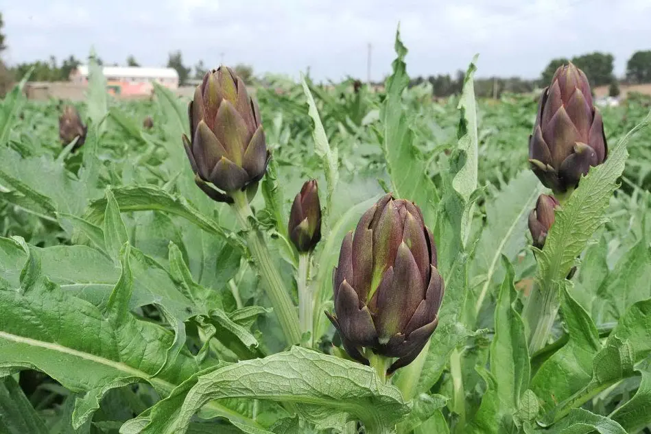 Una carciofaia a Serramanna