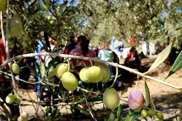 Un oliveto (foto concessa)
