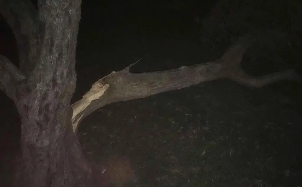 Il ramo spezzato nel parco Marchionni