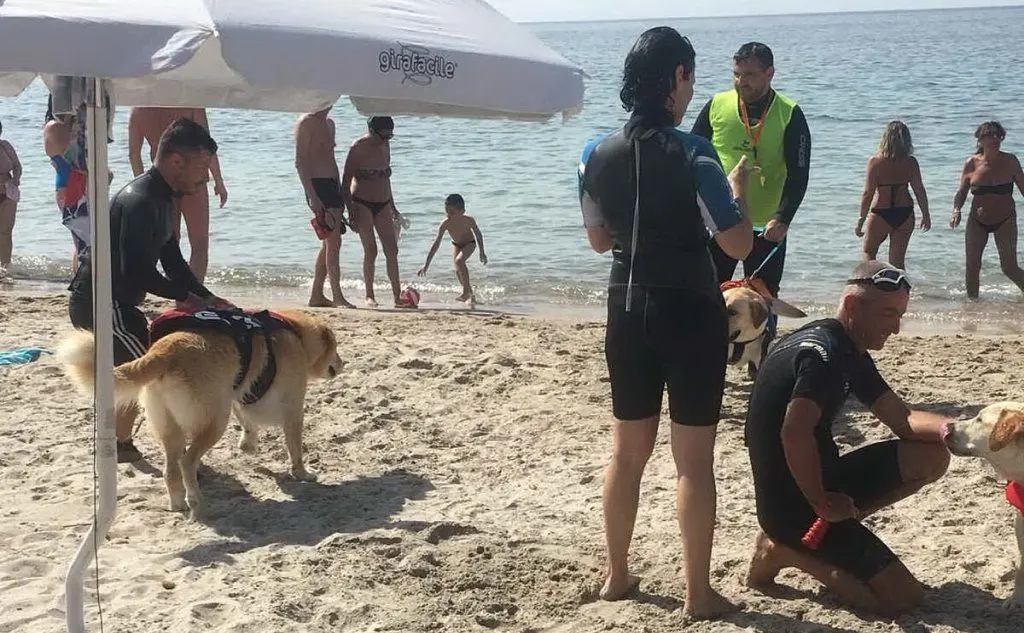 I cani in spiaggia