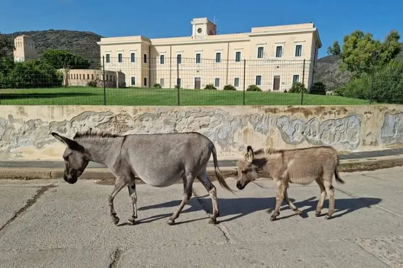 Asini passeggiano davanti la Casa del Parco-Asinara (foto Pala)