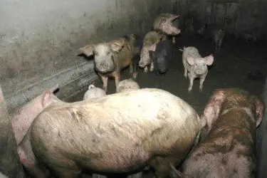 A condurre l'offensiva il corpo forestale e i veterinari della Asl