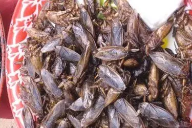 Un piatto di insetti fritti