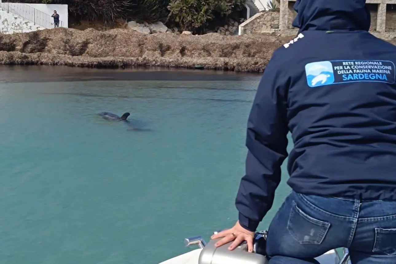 Il grampo (foto Area marina protetta Capo Caccia-Isola Piana )