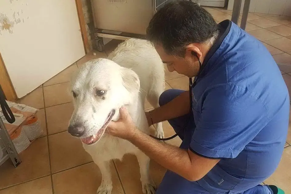 Il veterinario visita uno dei cani da sterilizzare