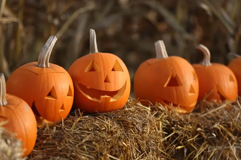 Zucche di halloween, immagine simbolo