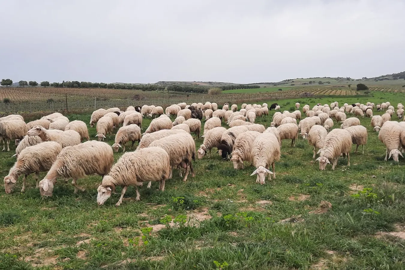 Pecore al pascolo (Archivio)