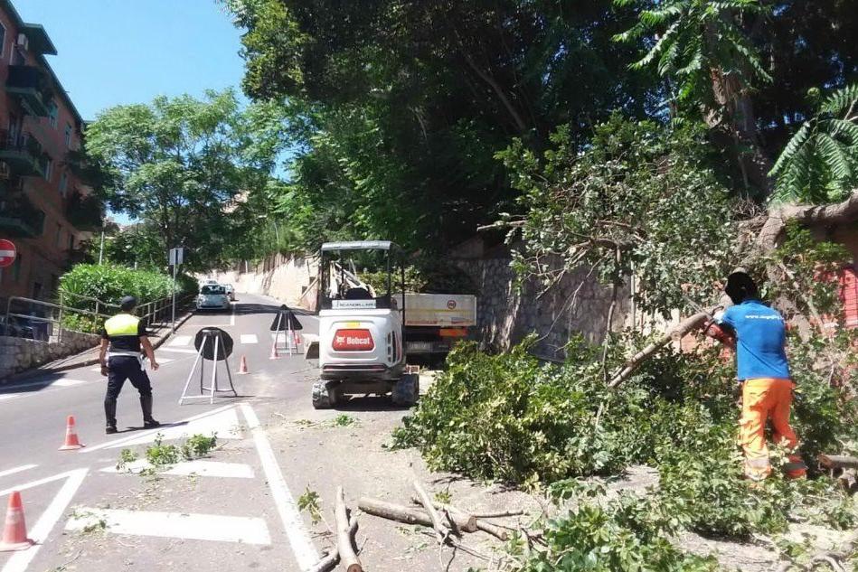 Si spezza un ramo e cade sulla strada: intervento in via San Saturnino