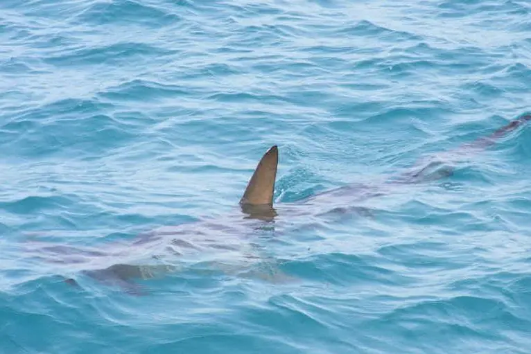 Uno squalo sott'acqua (Pixabay)
