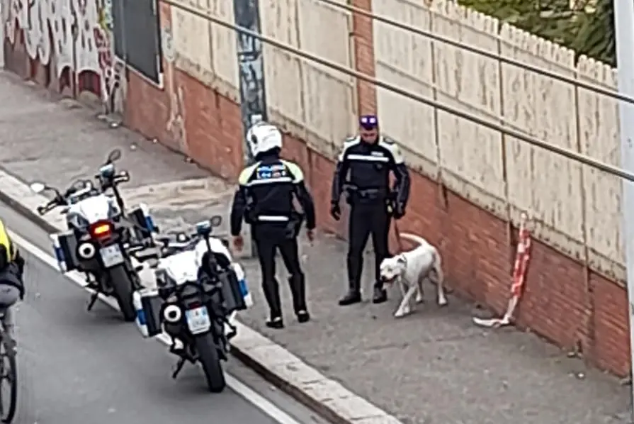 Cagliari, la polizia locale salva un pitbull.