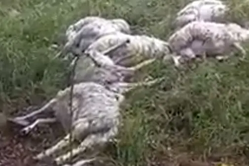 Le pecore uccise da un fulmine ad Alà dei Sardi (Frame da video)