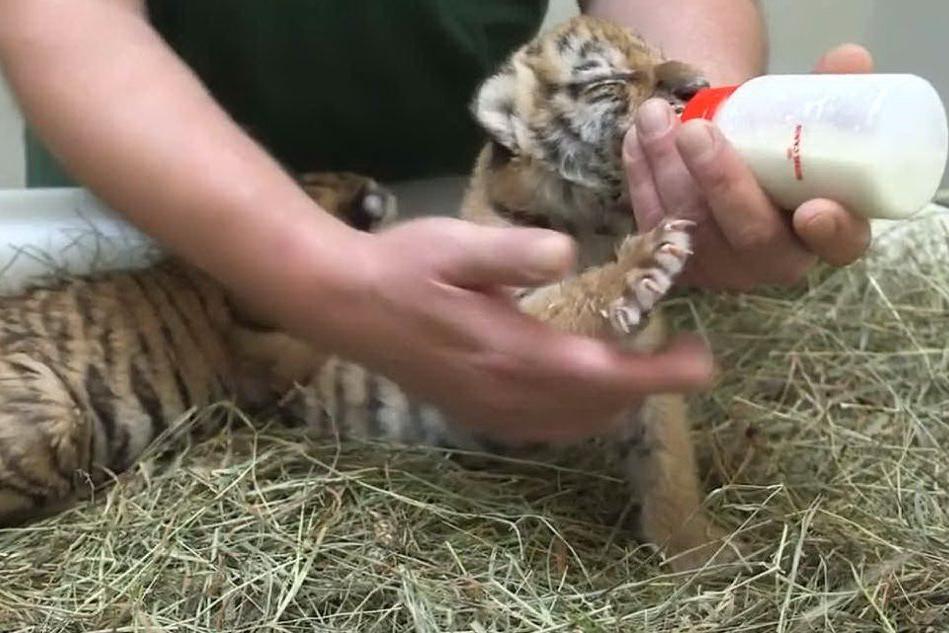 I due magnifici esemplari di bebé tigre allo zoo di Vienna