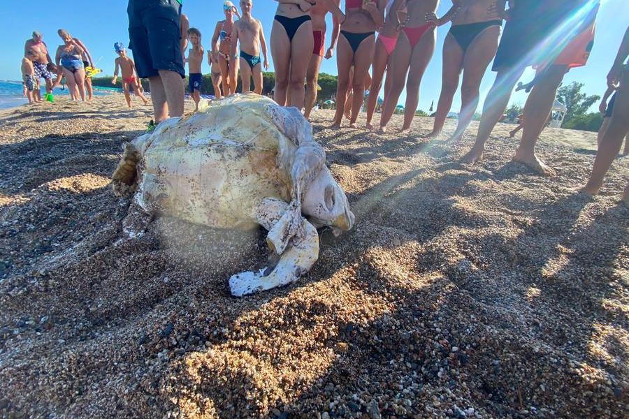 Lotzorai, tartaruga marina uccisa da un amo a Tancau