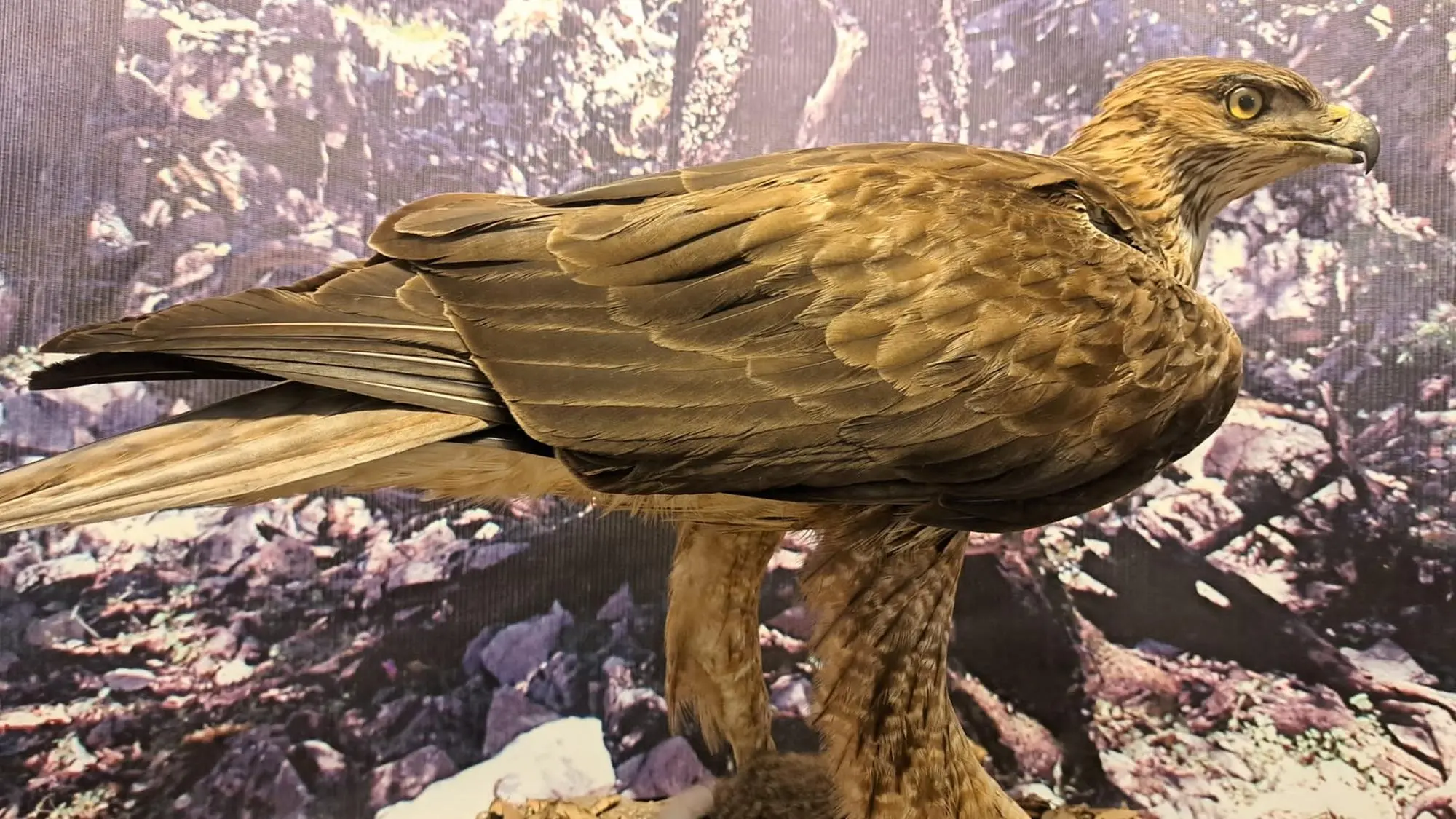 L'aquila del Bonelli (foto Onano)