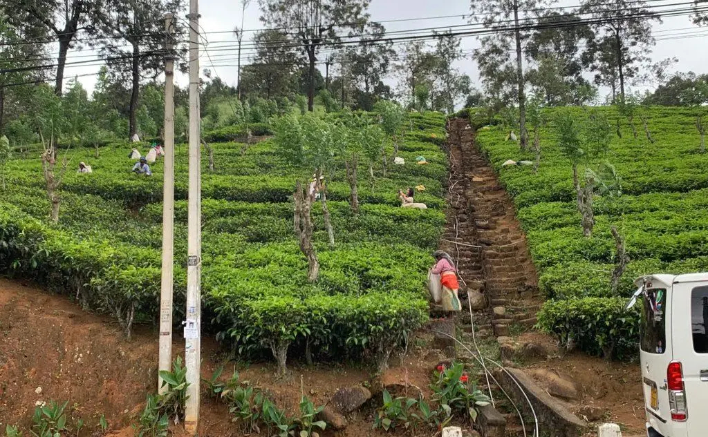 Una piantagione di tè a Kandy (foto Masala)