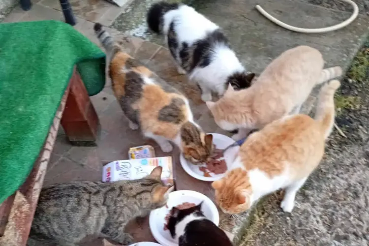 Colonie feline (foto concessa)