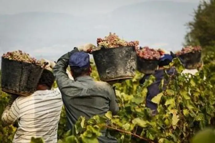 Lavoro nei campi (Ansa)