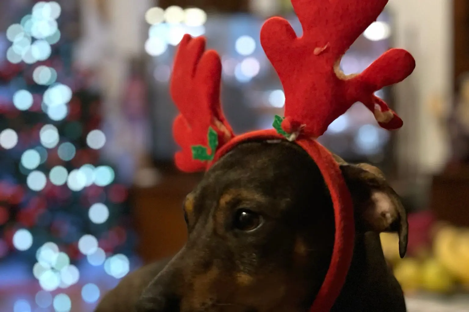Buon Natale da Santiago