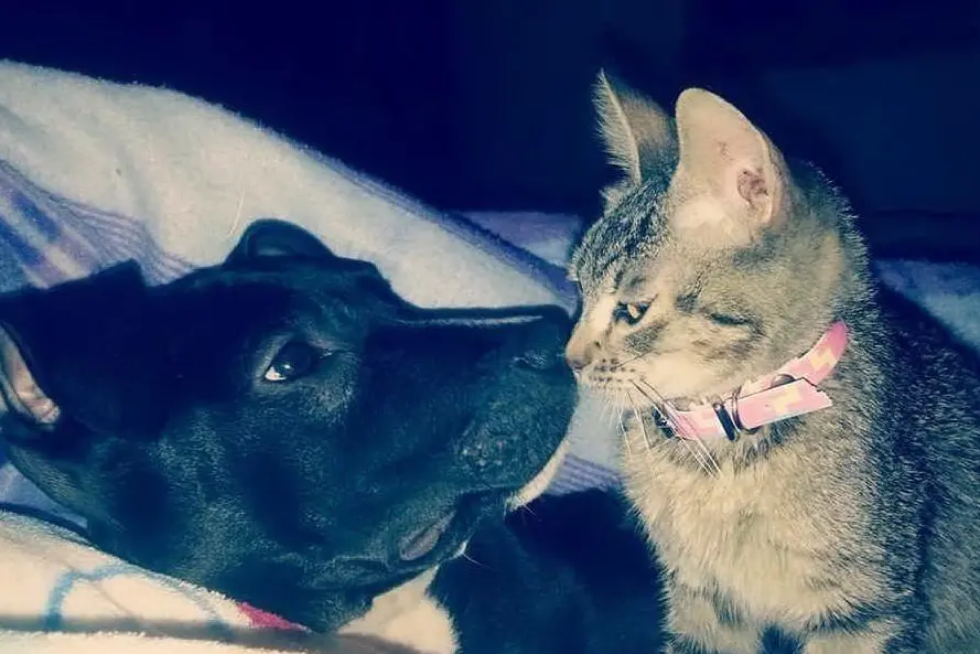 Un cane e un  gatto