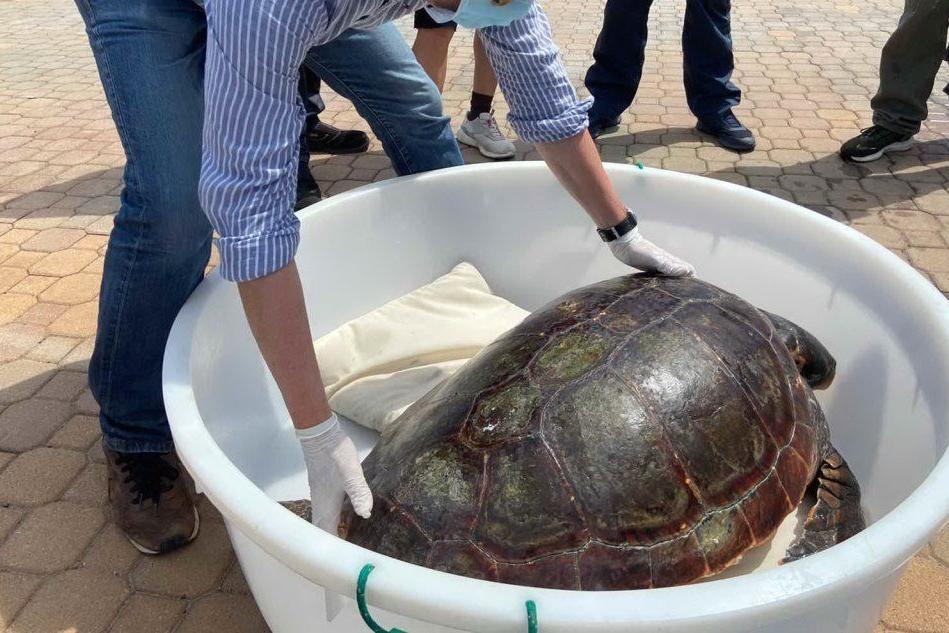 Portoscuso, salvata una tartaruga Caretta caretta