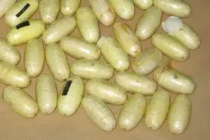 Ovuli di cocaina