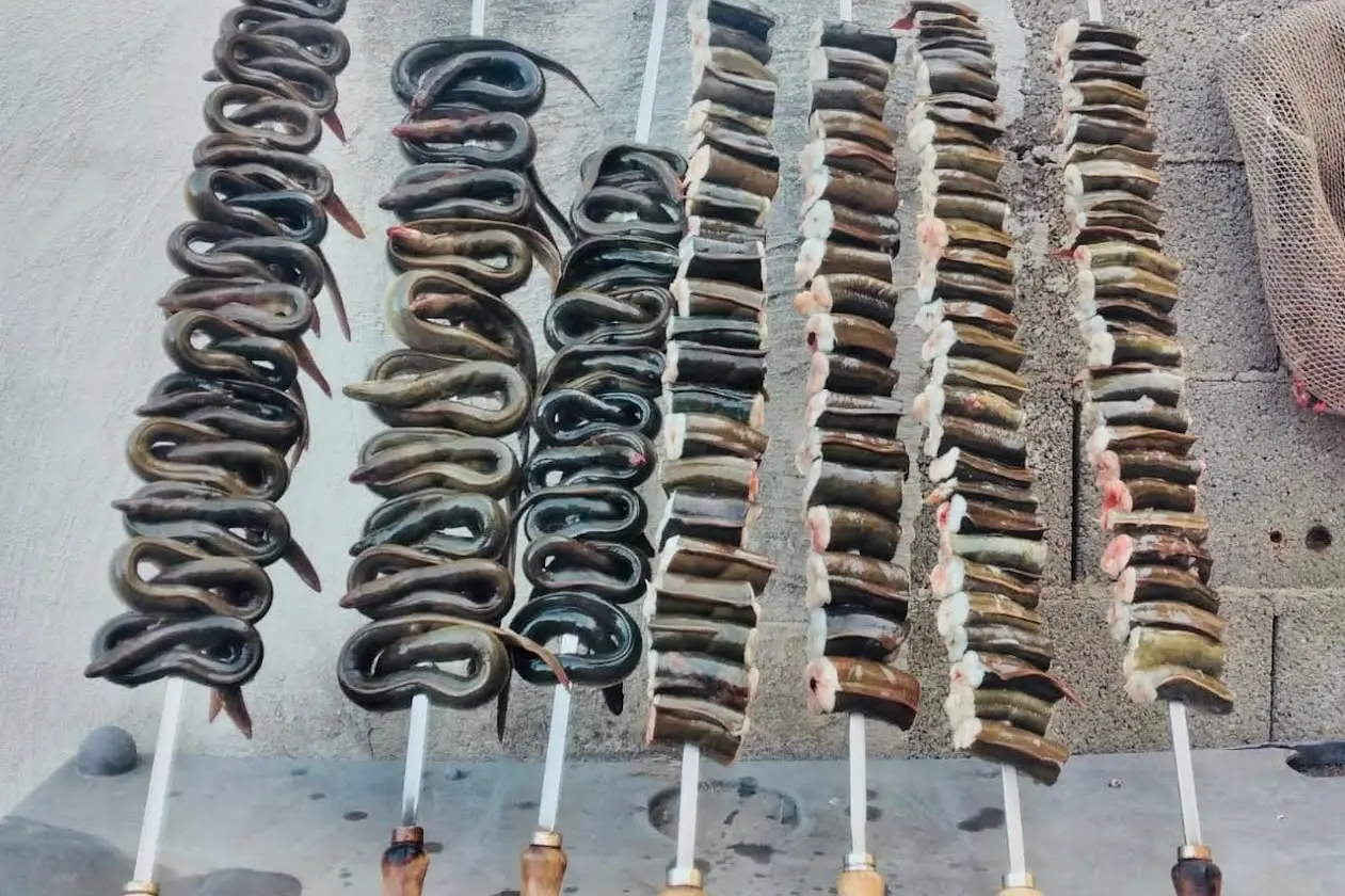 Le anguille (foto Sara Pinna)