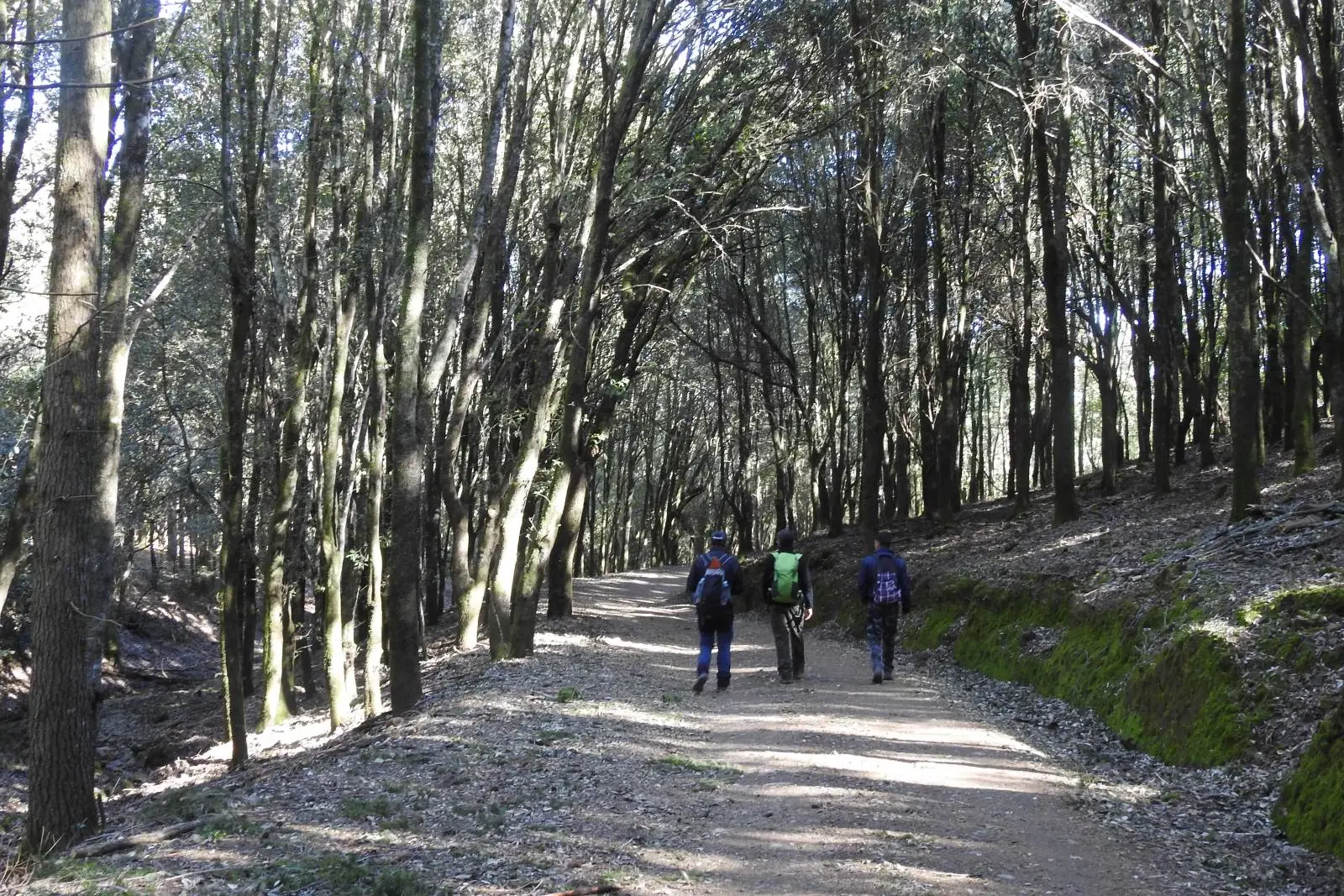 Uno scorcio della foresta di Gutturu mannu