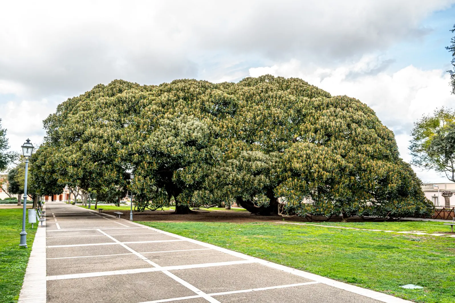 Il Ficus magnolioide dei Giardini pubblici di Cagliari: &egrave; uno dei 410 &quot;alberi monumentali&quot; della Sardegna